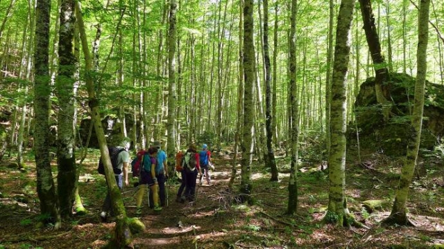 Ruta por el bosque
